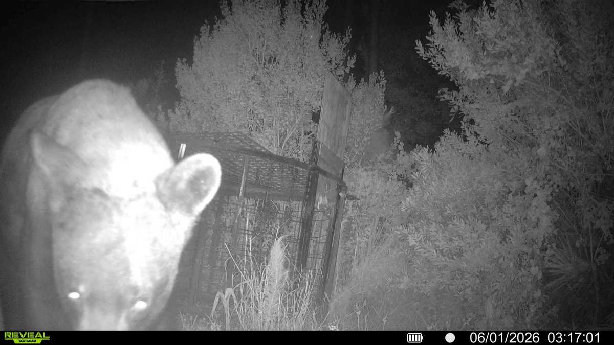 Black bear makes multiple visits to Port St. Lucie neighborhood