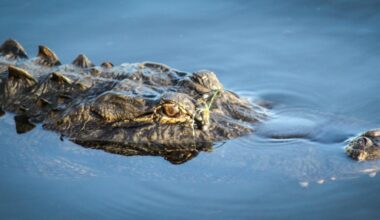 13-foot alligator captured after woman dies in attack in Central Florida