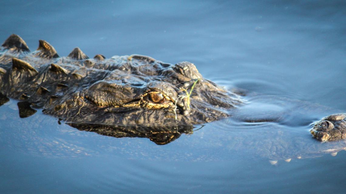 13-foot alligator captured after woman dies in attack in Central Florida