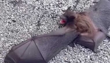 Seminole County therapist discovers over 50 bats in her office