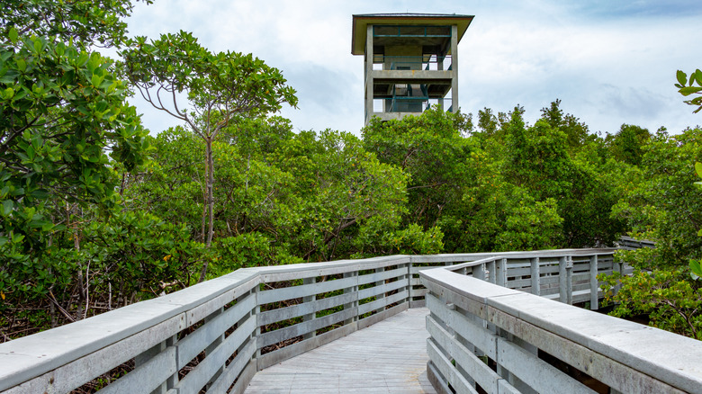 Observation tower and walkway through foliage at Anne Kolb Nature Center in Hollywood, Florida