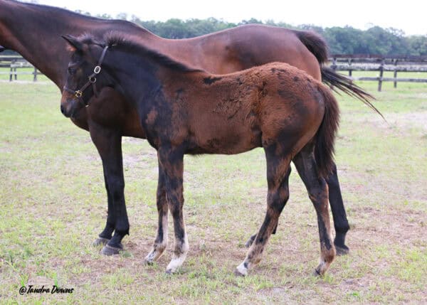 A dark bay or brown Florida-bred Thoroughbred foal stands next to her dam in their paddock. The foal is currently shedding a baby coat. The filly’s ears are pricked, listening slightly to the camera person. (Photo: ©Tandra Downs)