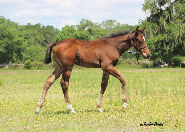 A bay or brown Florida-bred Thoroughbred foal walks through a paddock on a sunny day. Purple flowers dot the pasture around the filly, and a cluster of trees frame the background. (Photo: ©Tandra Downs)