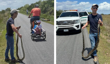 Florida Desperately Wants to Eradicate Its Pythons. So Why Was This Man Fined for Removing One?