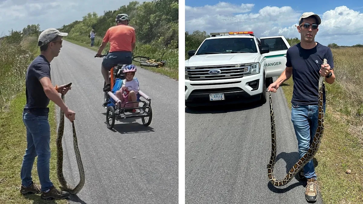 Florida Desperately Wants to Eradicate Its Pythons. So Why Was This Man Fined for Removing One?