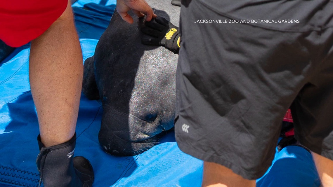 Manatee rehabilitated at Jacksonville Zoo released back into the wild