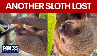 Sloth World fallout continues with sloth death