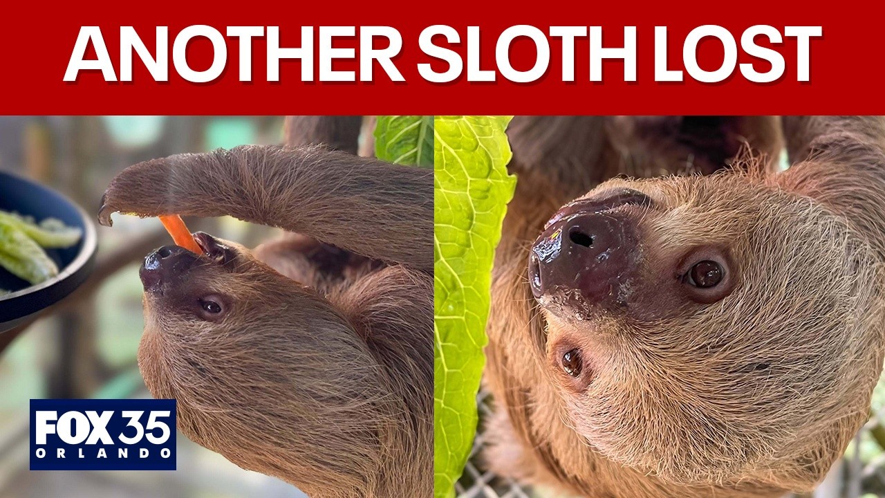 Sloth World fallout continues with sloth death