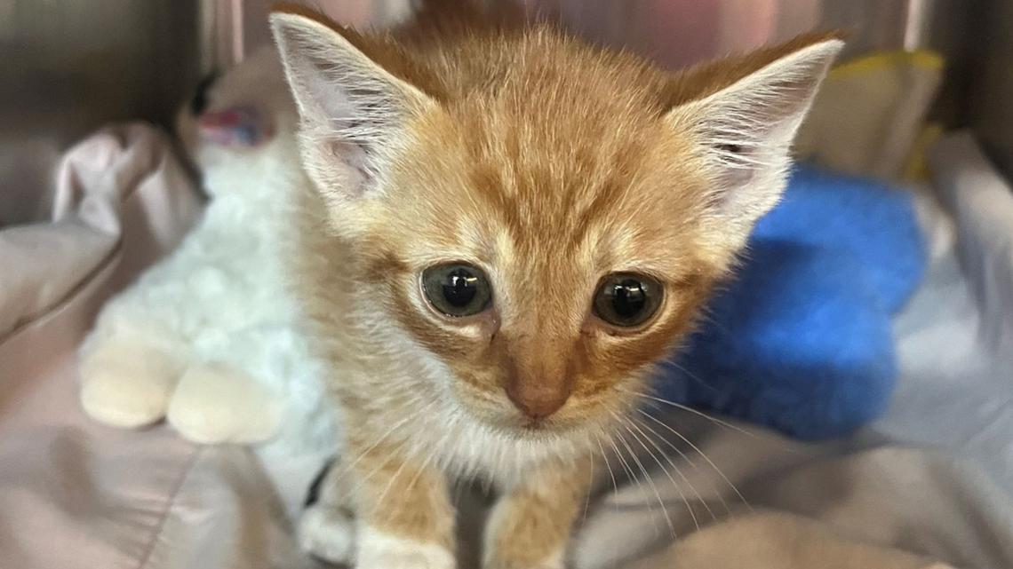 ACPS in urgent need of cat adopters and fosters after 'overwhelming' number of intakes