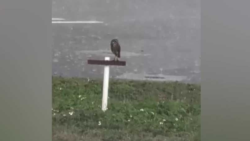 Cape Coral sidewalk project sparks debate over burrowing owl habitats