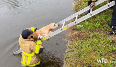 Florida firefighters rescue ‘good boy’ from canal