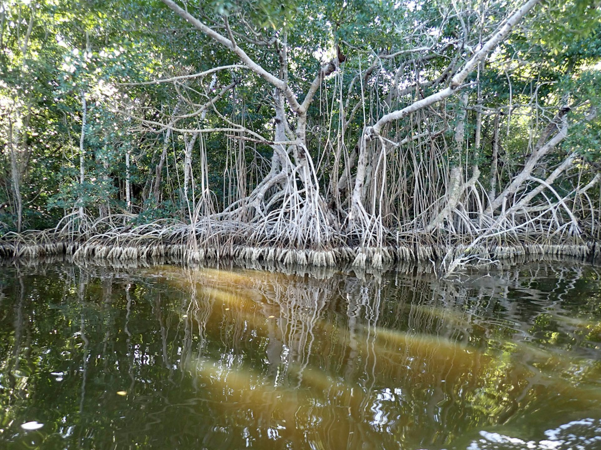 Mangroves put down roots in a coastal area.
