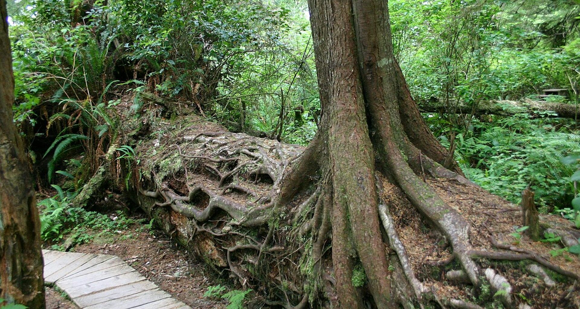 Trees of different ages grow from a fallen log.