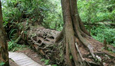 Trees of different ages grow from a fallen log.