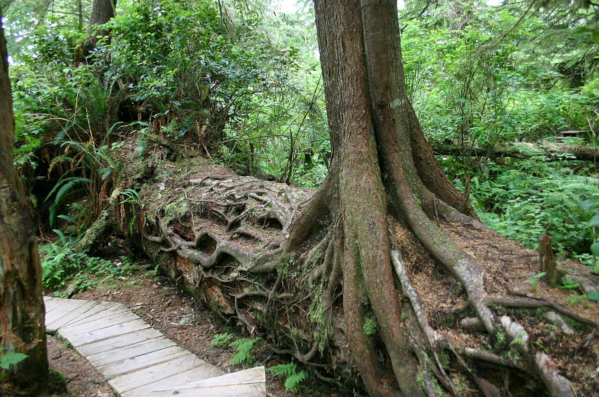 Trees of different ages grow from a fallen log.