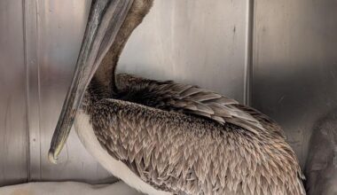 CROW warns feeding pelicans and other seabirds can have deadly consequences