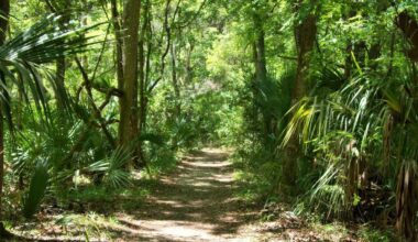 Florida state parks to waive admission fees for Independence Day weekend