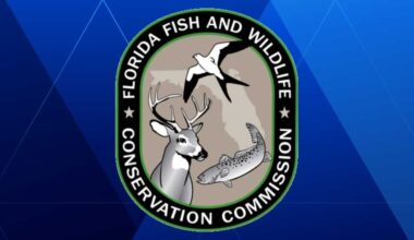 Florida officials investigate bird deaths in Cape Canaveral