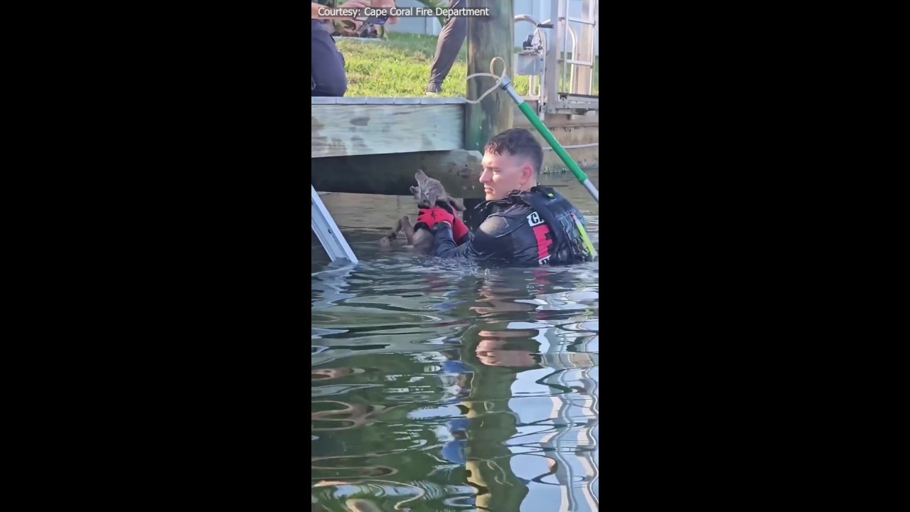 Cape Coral fire crews rescue coyote from canal