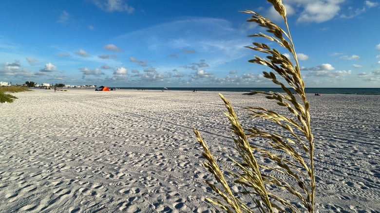 Sea oats in the foreground of the white white-sand main beach of Treasure Island, St. Pete, Florida