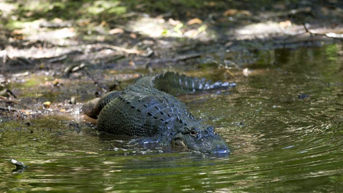 UNITED STATES - DECEMBER 14: Alligator at Fakahatchee Strand Preserve State Park, the Everglades, Florida, United States of America. 