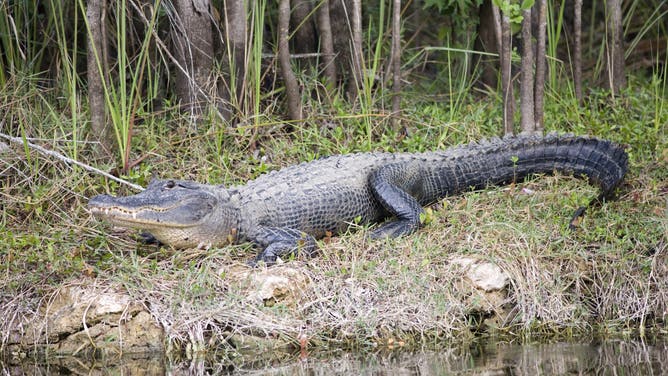 UNITED STATES - FEBRUARY 23: Alligator by Turner River, Everglades, Florida, United States of America.