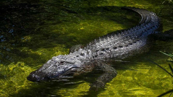 Los Angeles, CA - May 06: It's15th anniversary of the capture of Reggie the Alligator, the American alligator illegally released into an LA park in 2005 and captured in 2007 lives in LA Zoo on Friday, May 6, 2022 in Los Angeles, CA.