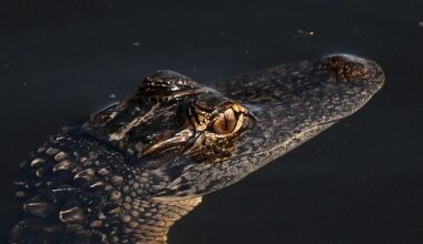 Man bitten on the face by alligator at Florida airboat attraction, lawsuit says