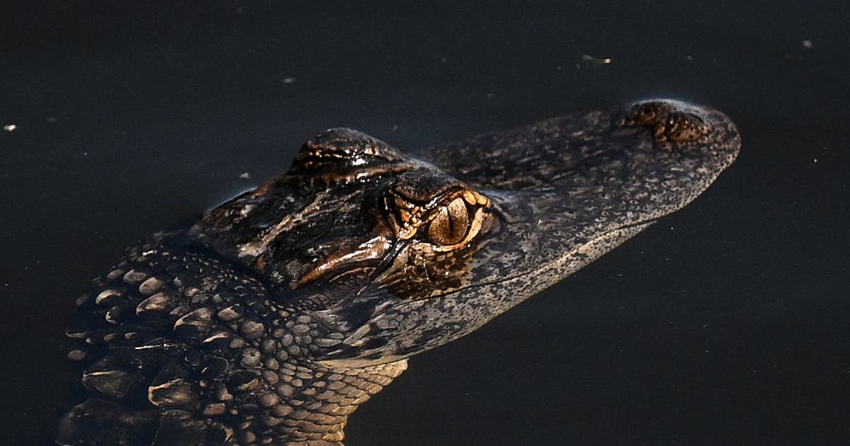 Man bitten on the face by alligator at Florida airboat attraction, lawsuit says