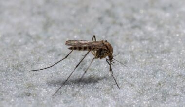 Google wants to release millions of "non-biting" mosquitoes in Florida, California. Here's why.