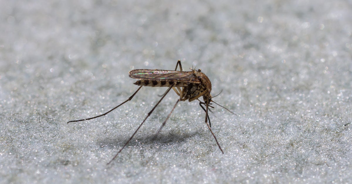 Google wants to release millions of "non-biting" mosquitoes in Florida, California. Here's why.