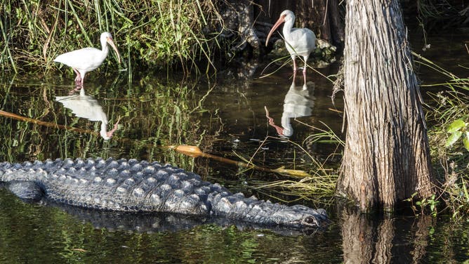 The Everglades, Tamiami Trail, Fakahatchee Strand State Preserve, Alligator in Water.