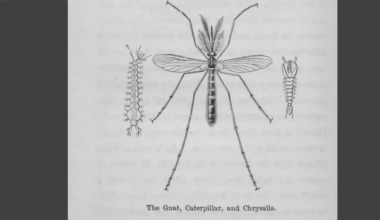 A drawing of a gnat.