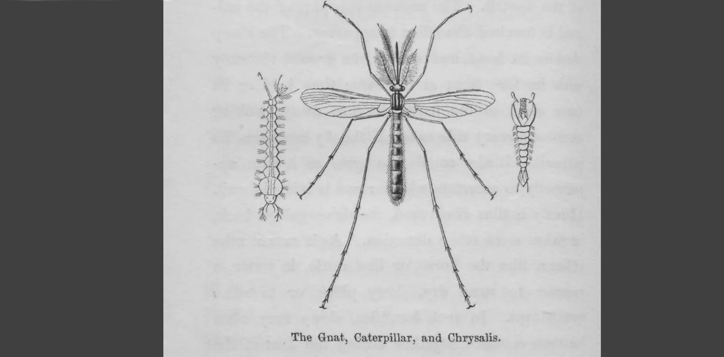 A drawing of a gnat.