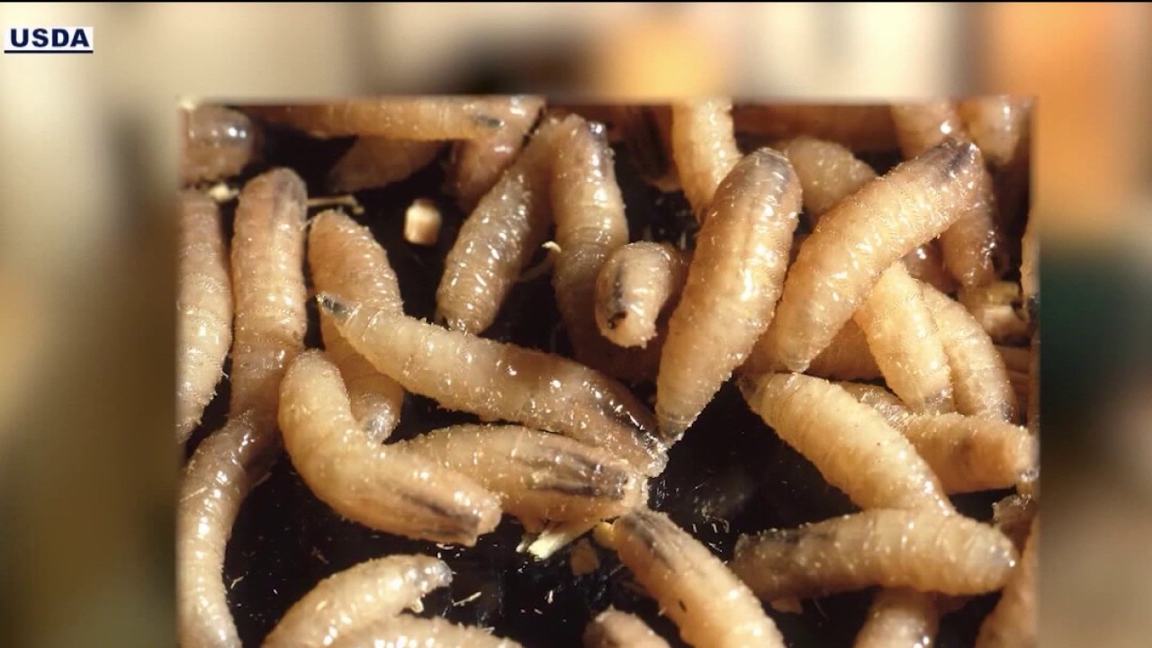 Screwworm concerns change animal shelter protocol