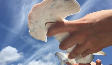 The Marine Biology Club at UNF is open for all students to join and learn about marine life and engage with peers (Photo courtesy of UNF).