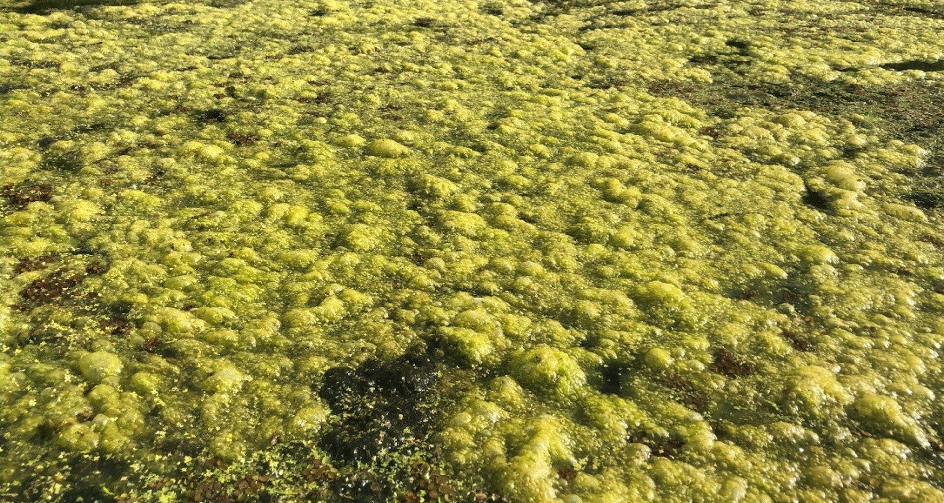 Advocates call for action as harmful algae blooms threaten Tallahassee waterways