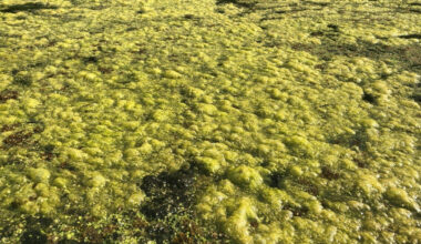 Advocates call for action as harmful algae blooms threaten Tallahassee waterways