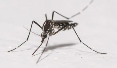Google aims to release 64 million “good" mosquitoes in California and Florida