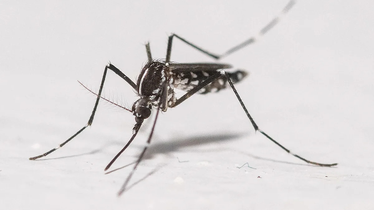 Google aims to release 64 million “good" mosquitoes in California and Florida