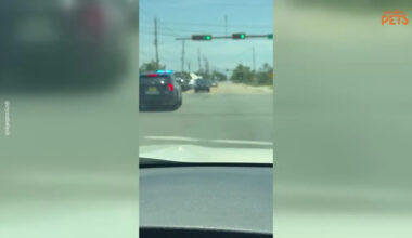 Police Officer and Motorist Safely Rescue Turtle From Florida Traffic