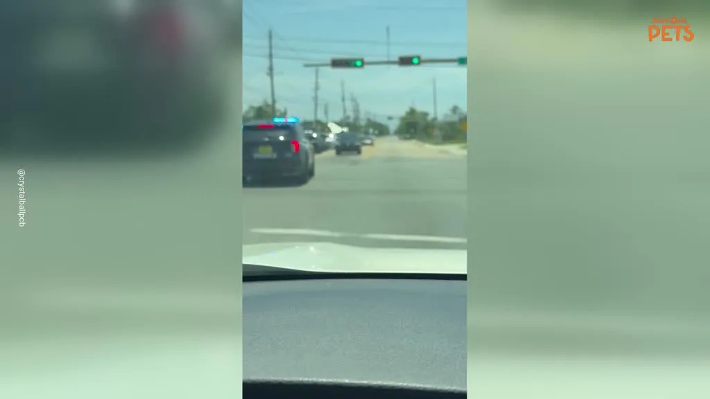 Police Officer and Motorist Safely Rescue Turtle From Florida Traffic