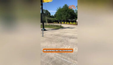Family of Geese Seen Marching Through Florida Park