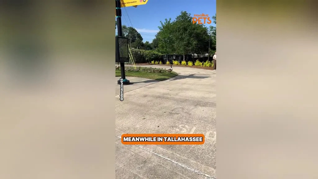 Family of Geese Seen Marching Through Florida Park