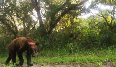 See video of Florida black bear sighting in Port St. Lucie community