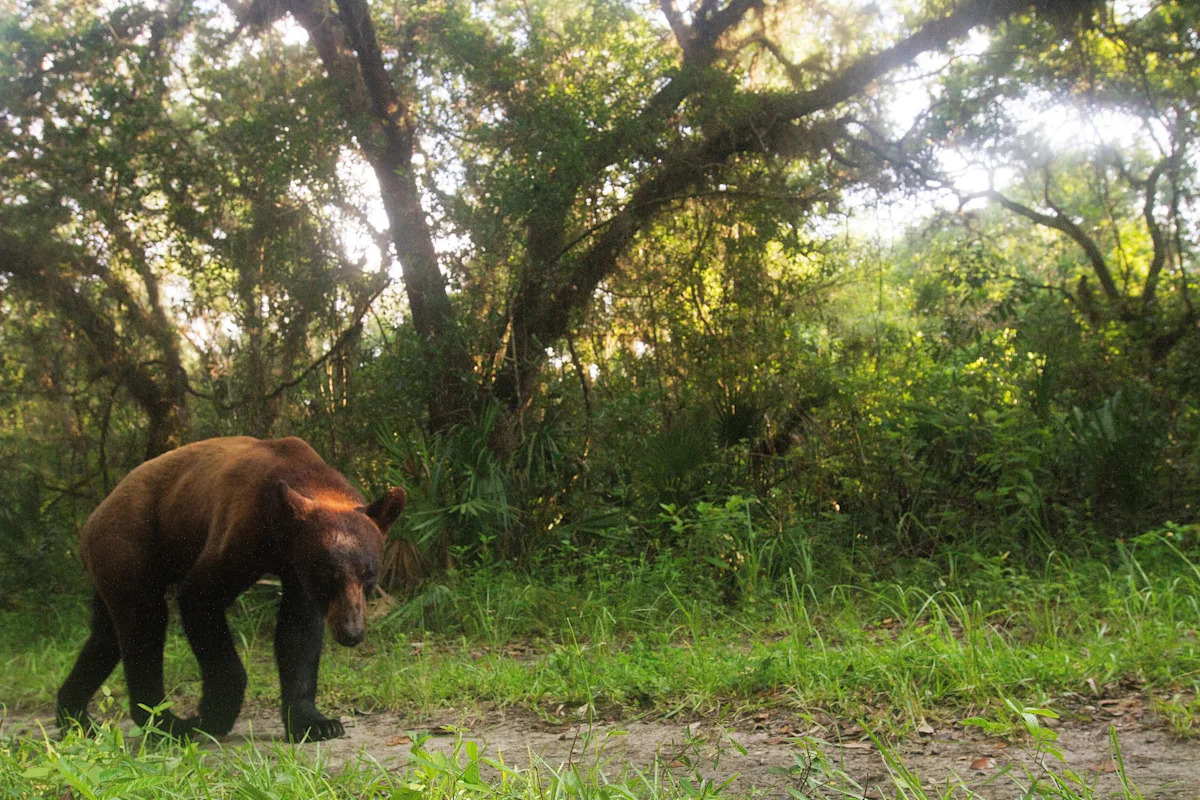 See video of Florida black bear sighting in Port St. Lucie community