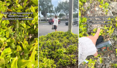 Massive golden pothos takeover in Florida prompts invasive species warning