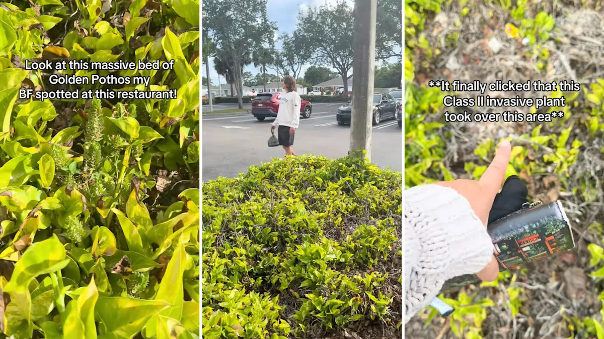 Massive golden pothos takeover in Florida prompts invasive species warning