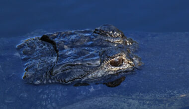 Visitor sues Florida airboat company, alleges alligator bit face