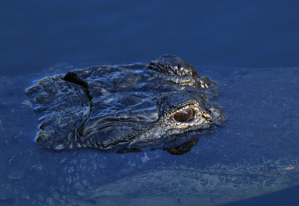 Visitor sues Florida airboat company, alleges alligator bit face